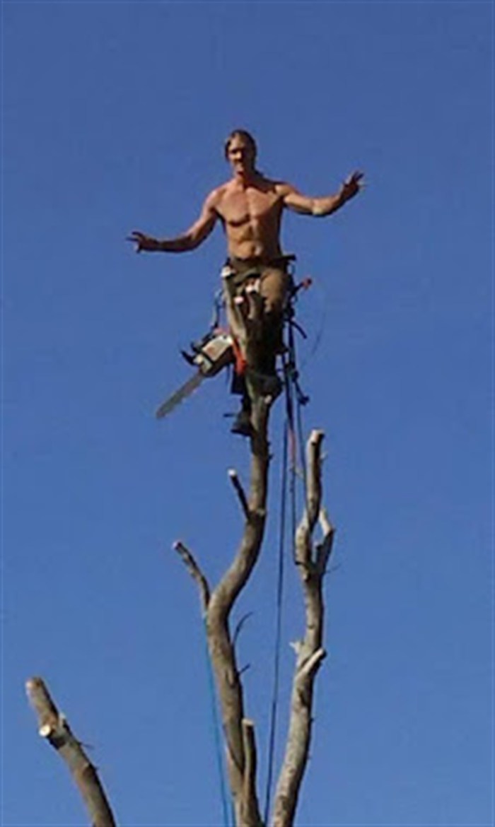 Bill standing at the very top of a stripped tree, arms out and chainsaw on his hip, against a deep blue sky.