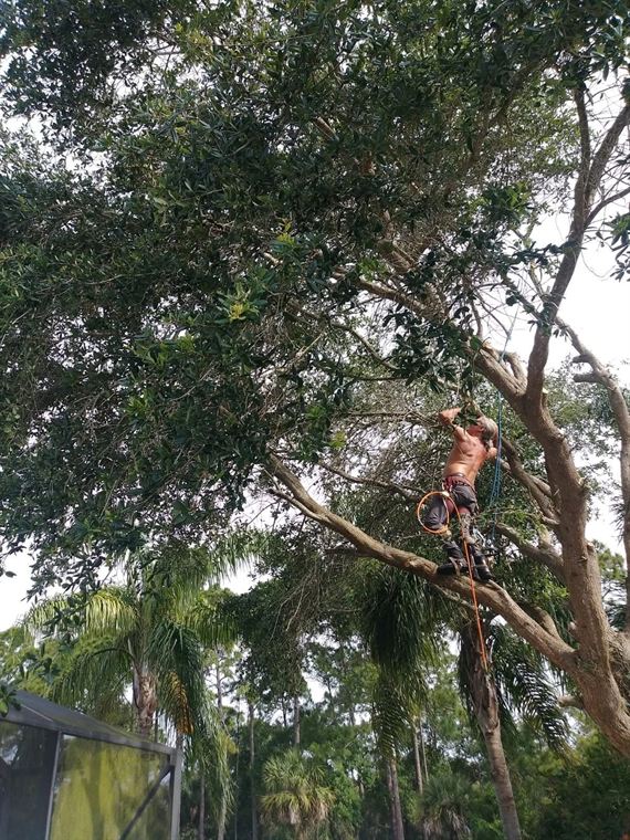 Climber working out along a limb in a full green canopy, thinning the crown.