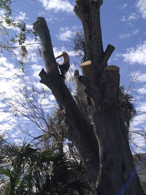 Sectional tree removal high on a bare spar.