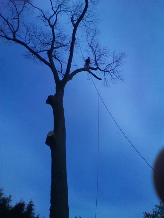 A bare, storm-damaged tree being assessed and taken down at dusk.