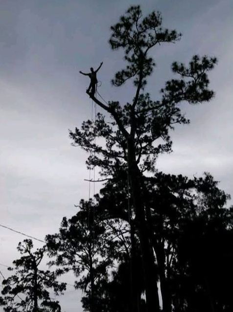 Silhouette of a climber standing at the very top of a tall pine at dusk.